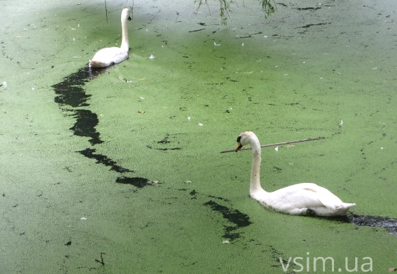 Брудну воду у парку Чекмана почистять восени