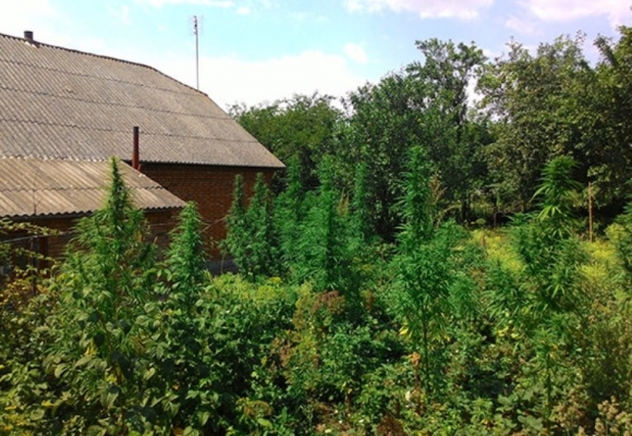 На Хмельниччині з городу пенсіонерки вилучили 70 кущів конопель