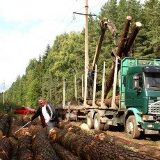 Понад 5 мільйонів гривень отримали бюджети Хмельниччини від заготівлі деревини
