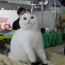 У Хмельницькому проходить міжнародна виставка котів (ФОТО+ВІДЕО)