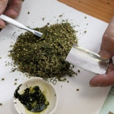 Хмельничанину за зберігання марихуани «світить» до 3 років за гратами
