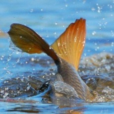 З квітня забороняється ловити рибу: на водоймах нерест